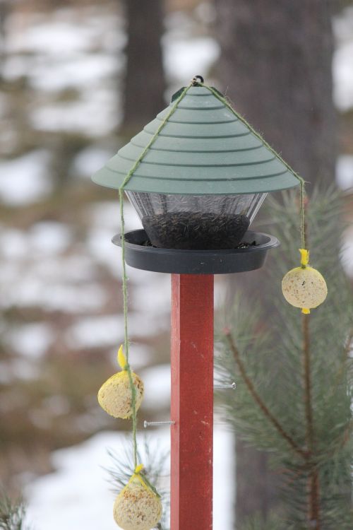 feeding the birds great tit winter