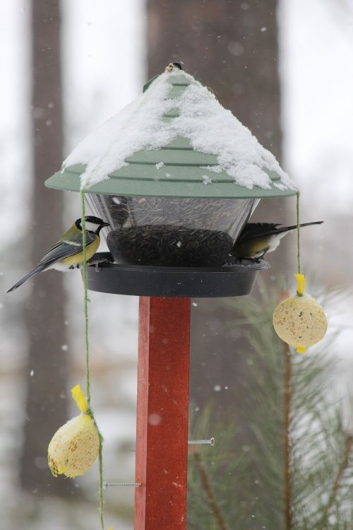 feeding the birds great tit winter