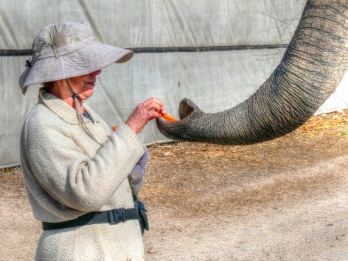 Feeding The Elephant