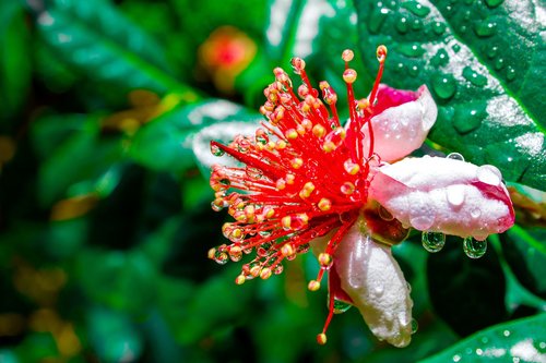 feijoa  flower  edible