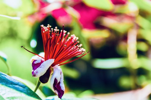 feijoa  flower  edible