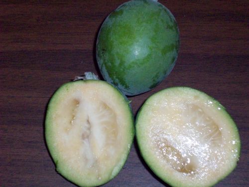 Feijoa