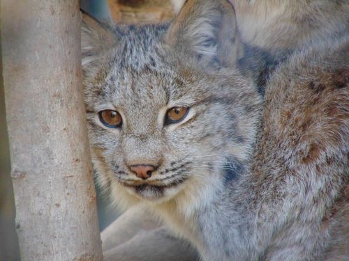 feline lynx canada