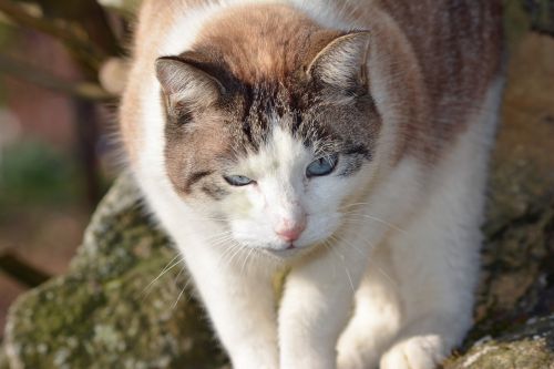 feline cat cat eyes