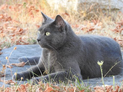 feline  cat  grey
