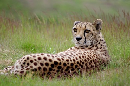 feline  cheetah  leopard