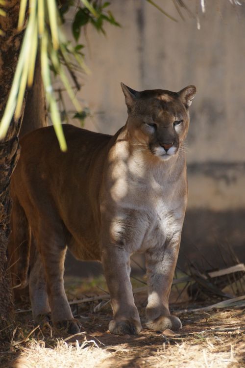 feline animal zoo