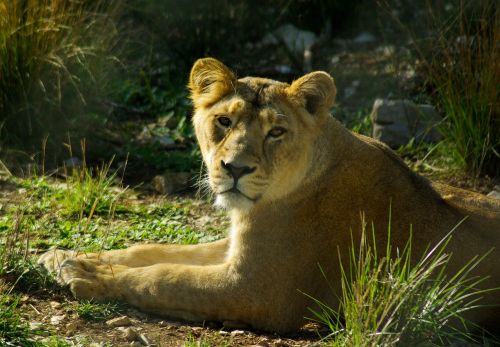 feline lioness africa