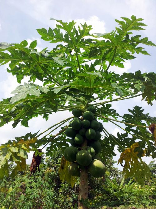 Female Papaya Tree With Fruits
