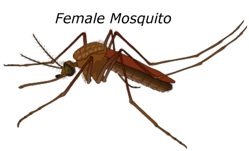female mosquito malaria