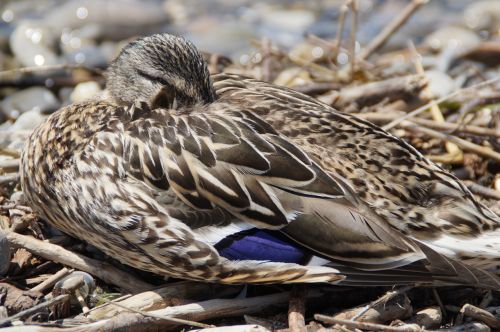 female sleep duck