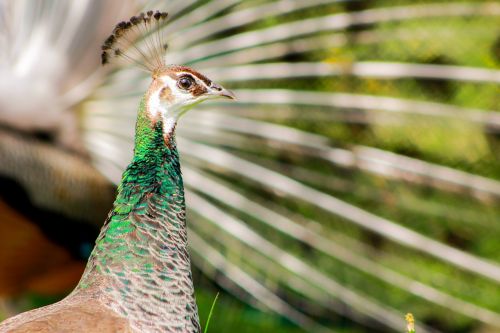 female peacock plumage