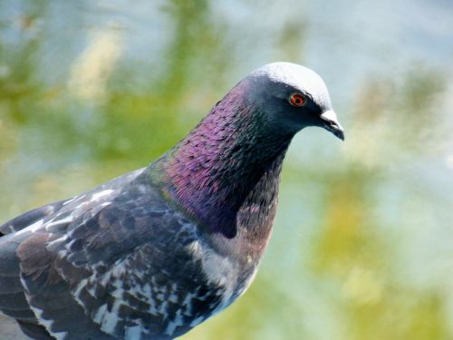 female pigeon dove