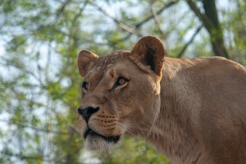 female  lion  nature