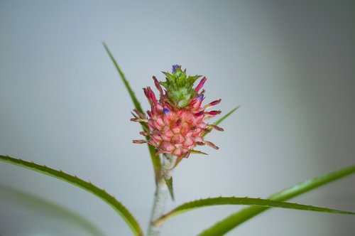 female  flower  nice