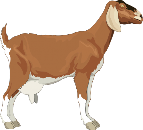 female goat brown