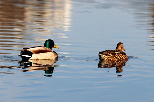 female and male ducks  birds  swimming