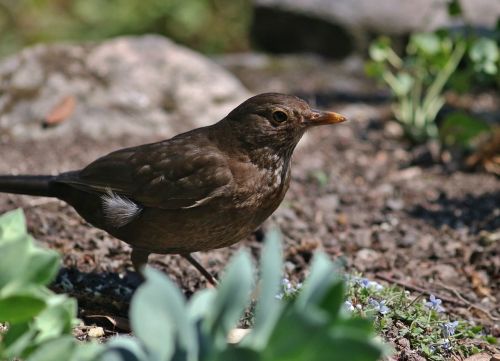 female blackbird bird feathers