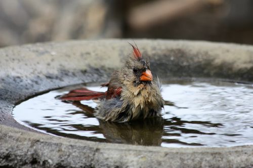 Female Cardinal In Bird Bath
