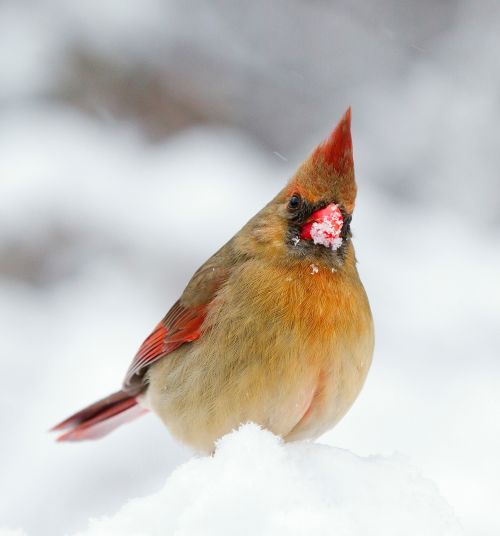 Female Cardinal In The Snow