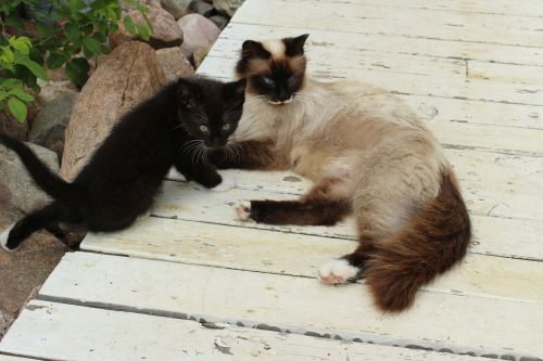 Female Cat And Kitten