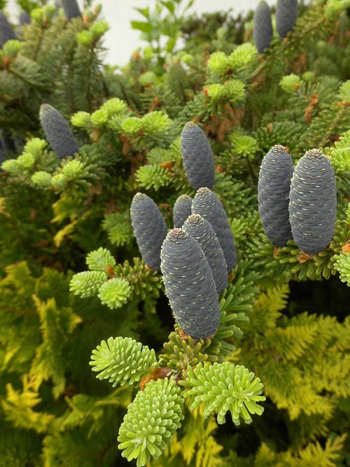 female cone  korean fir  abies koreana