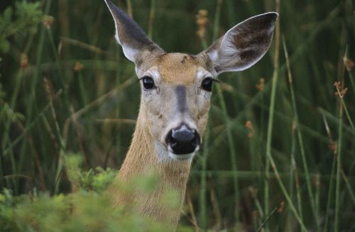 female deer portrait close