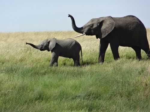 female elephant baby grass