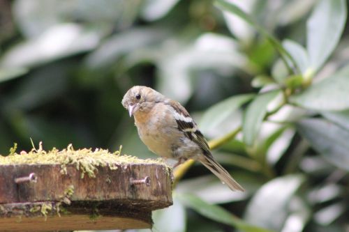 Female Finch