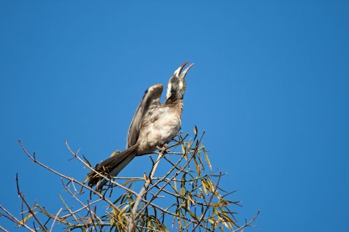 Female Grey Hornbill Lifting Wing
