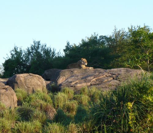 female lion lion rock