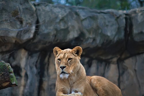 female lion  lion  focus