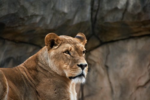 female lion  lion  lion face