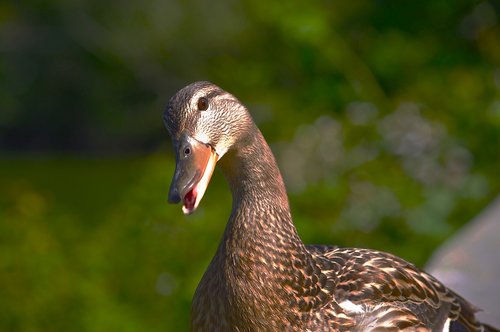 female mallard  duck  curious