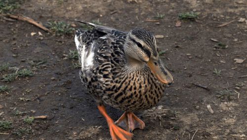 Female Mallard Duck