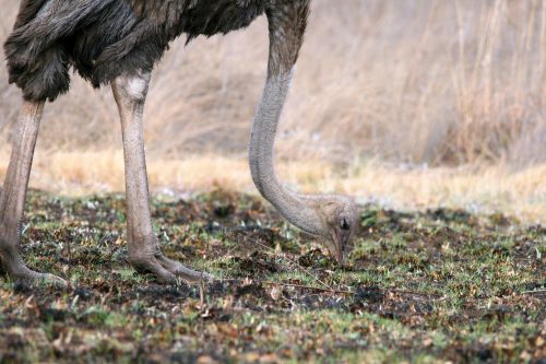 Female Ostrich Close