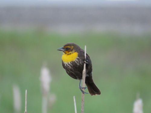 female yellow-headed blackbird blackbird marsh bird