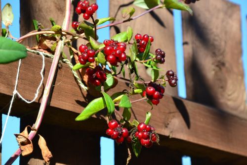 berries red ripe
