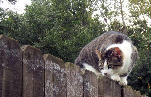 fence cat animal