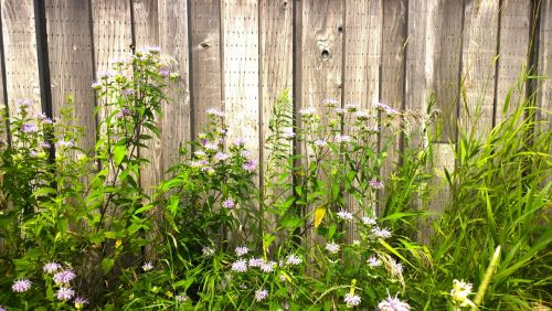 fence wildflowers trail