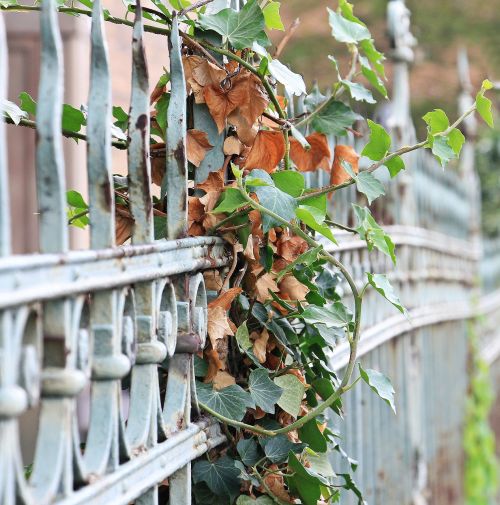 fence ivy iron