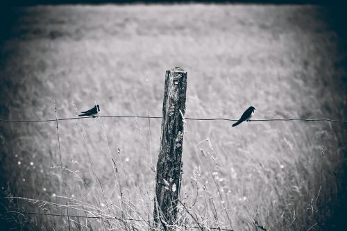 fence birds nature