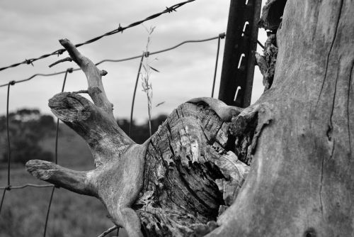 fence barbed wire tree trunk