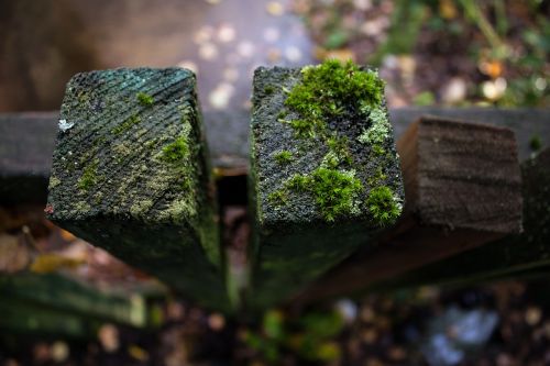 fence moss boards