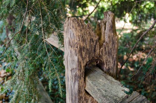 fence weathered summer