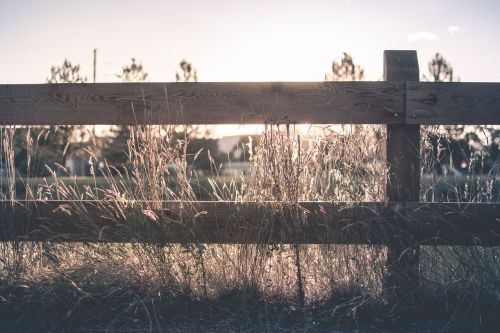 fence grass outdoors