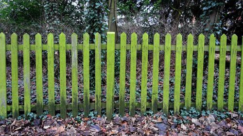 fence leaves green