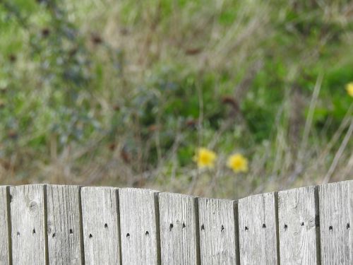 fence wood nature