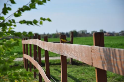 fence bird wood