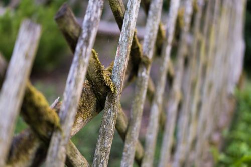 fence wood fence moss